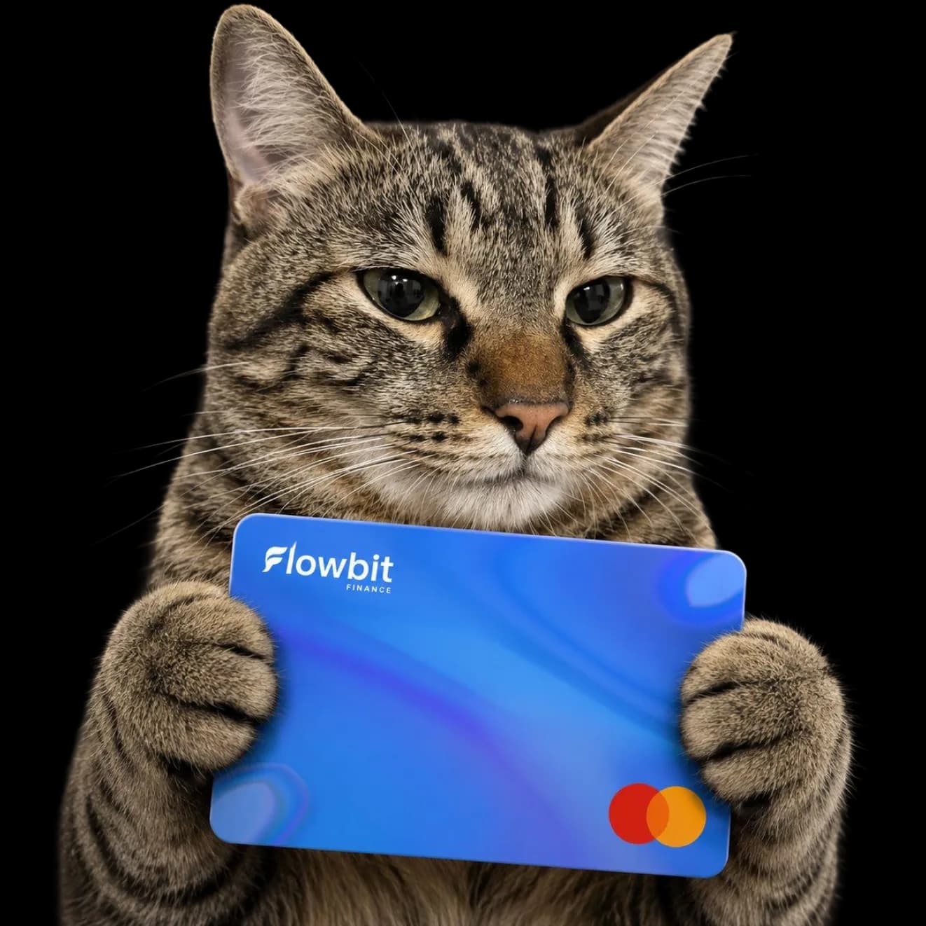 A cat holding a Flowbit card
